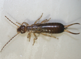 European Earwig European Earwig